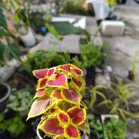 گل آپارتمانی و ست هفت سین و دکوری موجود