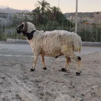 فروشی،و