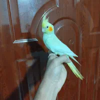 4تا عروس هلندی نر و ماده بالغ