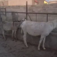 الاغ