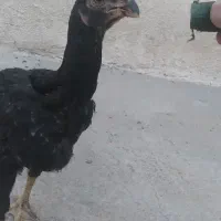 جوجه لاری دانگ بالا