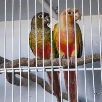 یک جفت گرینچیک با قفس و جوجه