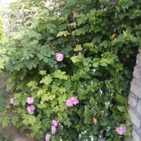 باغچه باغ ویلا حدود ۳۰۰ متر گلبهارکلاته شیرین