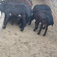 گوسفند نر