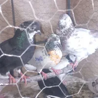 کفتر گرفتنی تیرماه آب