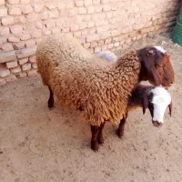 یک بره هترو با برگه آزمایش نر