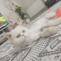 گربه پرشین