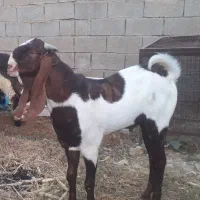 پازند پاکستانی اصل بارون  چینی درجه یک