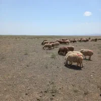 ۷ راس بره ماده افشاری