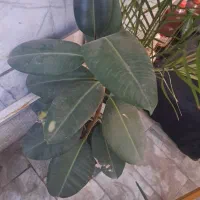 گل شمشیری