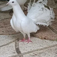 نر دم چتری جوان