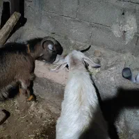 بز با بزغاله