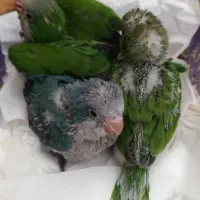 جوجه راهب آبی سبز