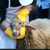 بازدهی بالا*تخفیف10درصدی با باسکول دقیق*گوسفندزنده
