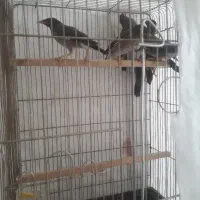 جوجه مینا