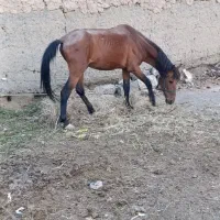 اسب ترکمن . یرقه