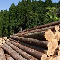 خرید و فروش انواع چوب با قیمت مناسب