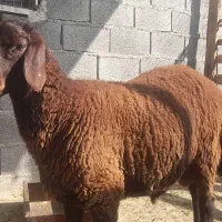 بره نر