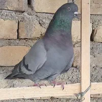 کبوتر یکجا