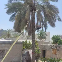قطع نخل و درخت در باغ و منزل