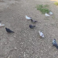 کبوتر