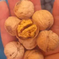 گردو گردو گردو هر گردی گردو نمیشه