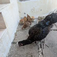 مرغ مادر و جوجه ۲ ماهه و بوقلمون ۲ ماهه