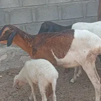 گوسفند|حیوانات مزرعه|قشم, |دیوار