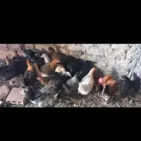 مرغ رسمی واکسن خورده