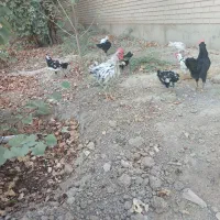 نیمچه مرغ و خروس