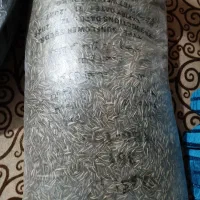تخمه تازه ترد