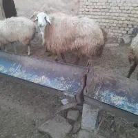 قوچ هترو|حیوانات مزرعه|اسفراین, |دیوار