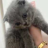 گربه اسکاتیش بلو ماده ۴ ماهه