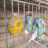 فنچ زبراوبنگالی ونرگسی مرغ عشق  به علت مسافرت تا48