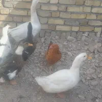 اردک و غاز