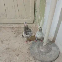 کبوتر|پرنده|شیروان (خراسان), |دیوار