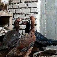 مرغ لاری نژاد اصیل