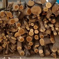 فروش چوب درخت میوه