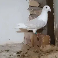 کفتر
