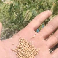 از کشت ب برداشت