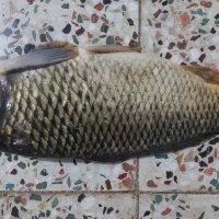 ماهی کپور وحشی