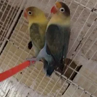 دو جفت کوتوله پاربلو اوپلاین