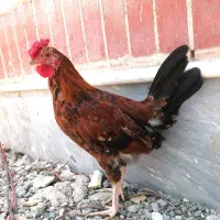 جوجه خروس گلین زیبا