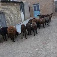 سلام ۱۵راس میش قصر مال یه خونه