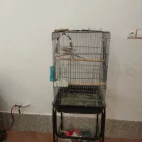 عروس هلندی