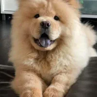 فروش فوری سگ چاوچاو اصیل زیر قیمت