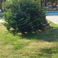 باغبانی