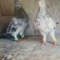 فروش کبوتر پرشی قدیمی