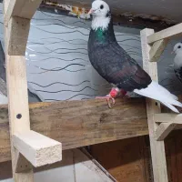 شازده نر تمیز کلای پرشی