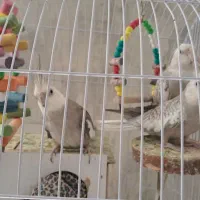 جفت عروس هلندی با جوجه